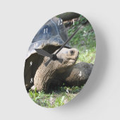 Foto van Wildlife Tortoise Ronde Klok (Hoek)