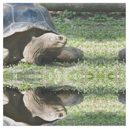 Foto van Wildlife Tortoise Stof (Close Up)