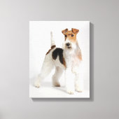 Foto van Wire Fox Terrier Dog Canvas Afdruk (Voorkant)