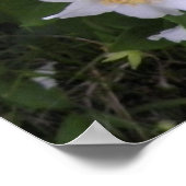 Foto van witte en gele bloemen poster (Hoek)