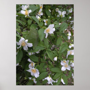 Foto van witte en gele bloemen poster