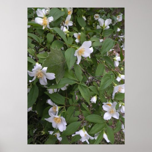 Foto van witte en gele bloemen poster (Voorkant)