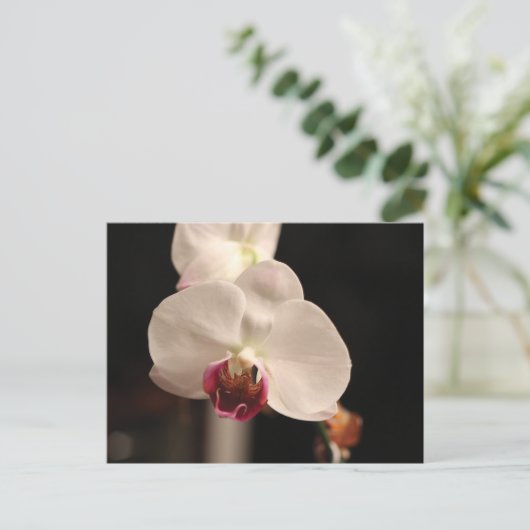 Foto van witte en roze orchidee-ventilator briefkaart (Staand voorkant)