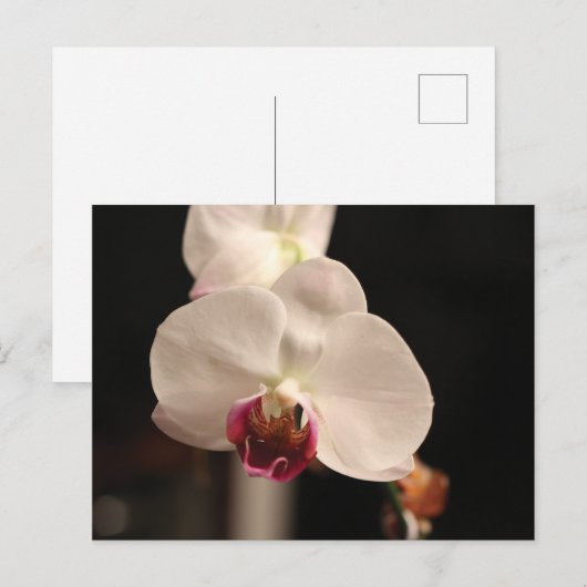 Foto van witte en roze orchidee-ventilator briefkaart (Voorkant / Achterkant)