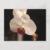 Foto van witte en roze orchidee-ventilator briefkaart (Voorkant)