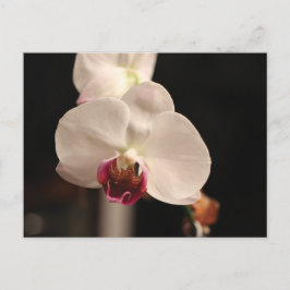 Foto van witte en roze orchidee-ventilator briefkaart