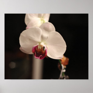 Foto van witte en roze orchidee-ventilator poster