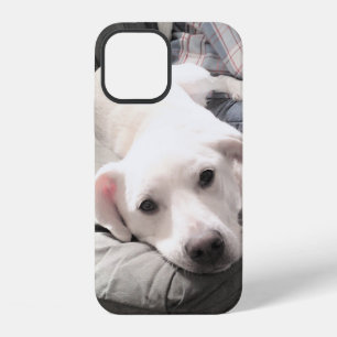 Foto van witte hond die tijd doorbrengt met vader iPhone 12 hoesje