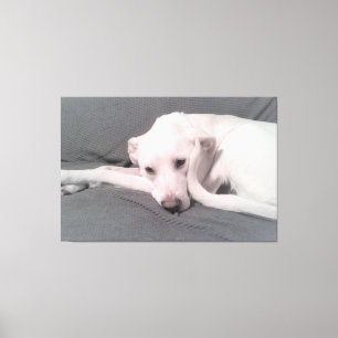 Foto van witte hond met kromme staart tegen gezich canvas afdruk