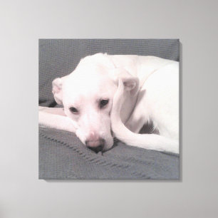 Foto van witte hond met kromme staart tegen gezich canvas afdruk