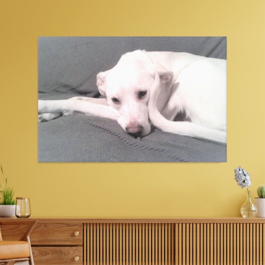 Foto van witte hond met krulstaart tegen gezicht canvas afdruk (Insitu (Woonkamer))