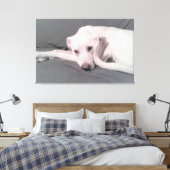 Foto van witte hond met krulstaart tegen gezicht canvas afdruk (Insitu (Slaapkamer))