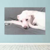 Foto van witte hond met krulstaart tegen gezicht canvas afdruk (Insitu (Houten vloer))