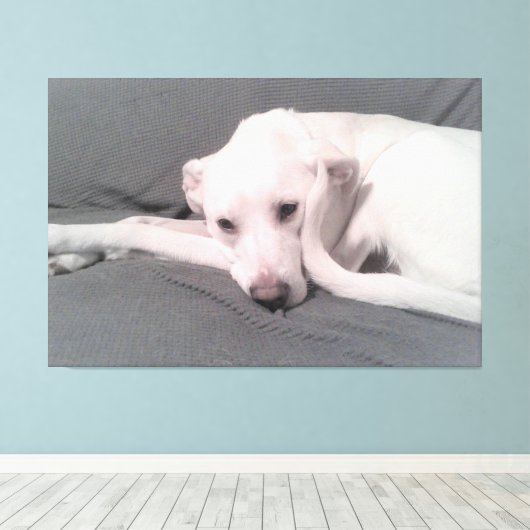 Foto van witte hond met krulstaart tegen gezicht canvas afdruk (Insitu (Houten vloer))