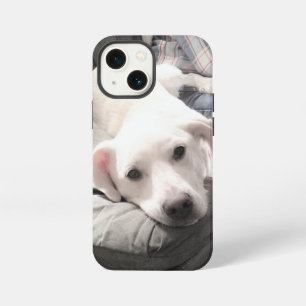 Foto van witte schattige hond die tijd doorbrengt iPhone 13 mini hoesje