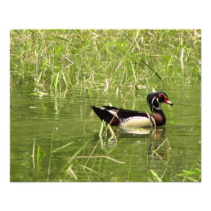 Foto van Wood Duck Drake Foto Afdruk