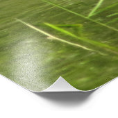 Foto van Wood Duck Drake Foto Afdruk (Hoek)