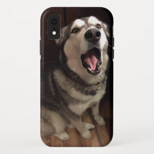 Foto van Yawning Alaskan Malamute iPhone XR Hoesje