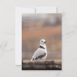 Foto van Young Kittiwake Bird Natuur Kaart