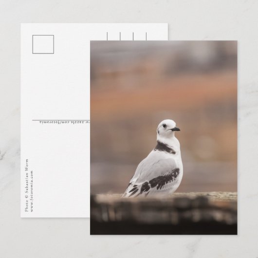 Foto van Young Kittiwake Natuur Briefkaart (Voorkant / Achterkant)
