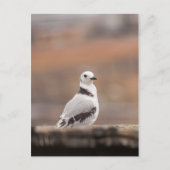 Foto van Young Kittiwake Natuur Briefkaart (Voorkant)