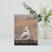 Foto van Young Kittiwake Natuur Briefkaart (Staand voorkant)