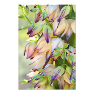 foto van yucca afdruk