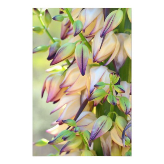 foto van yucca bloemen afdruk (Voorkant)