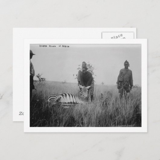 Foto van zebra vermoord door inheemse in Afrika Fo Briefkaart (Voorkant / Achterkant)