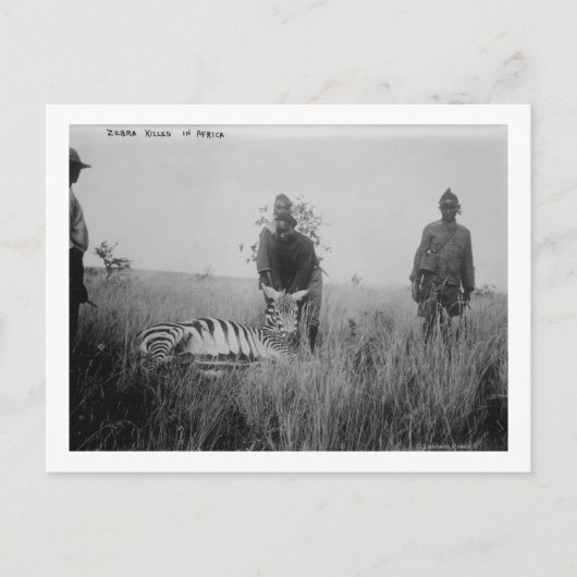 Foto van zebra vermoord door inheemse in Afrika Fo Briefkaart (Voorkant)