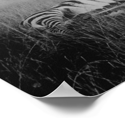 Foto van zebra vermoord door inheemse in Afrika Fo Poster (Hoek)