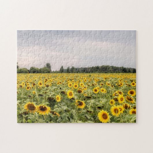 Foto van zonnebloemen legpuzzel (Horizontaal)