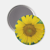 Foto van zonnebloemen magneet (Voorkant / Achterkant)