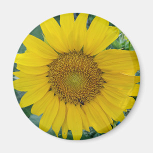Foto van zonnebloemen magneet