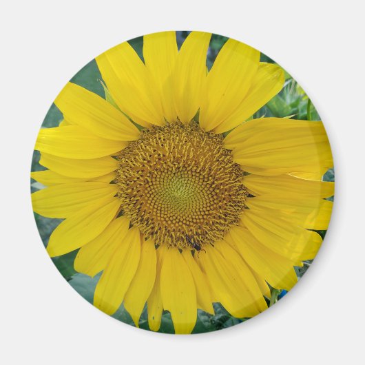 Foto van zonnebloemen magneet (Voorkant)