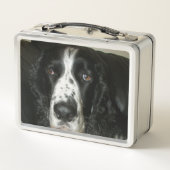 Foto van zwart-witte Engelse Springer Spaniel (Achterkant)