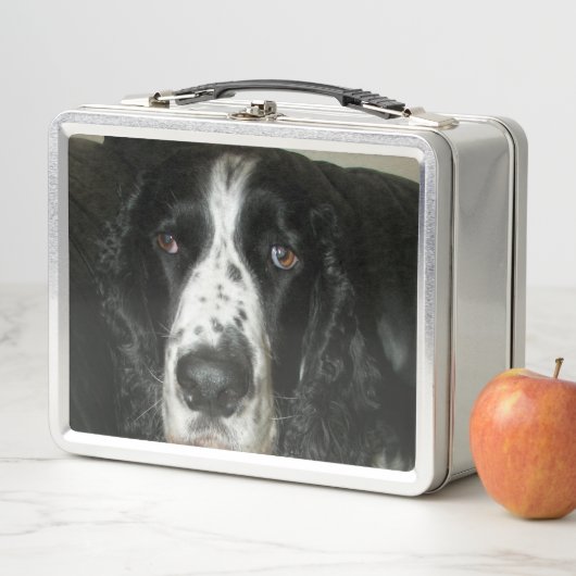 Foto van zwart-witte Engelse Springer Spaniel (In situ)