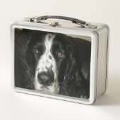 Foto van zwart-witte Engelse Springer Spaniel (Voorkant)
