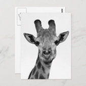 Foto van zwarte en witte Giraffe Briefkaart (Voorkant / Achterkant)