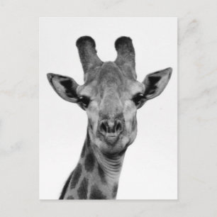 Foto van zwarte en witte Giraffe Briefkaart