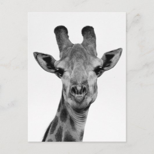 Foto van zwarte en witte Giraffe Briefkaart (Voorkant)
