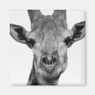 Foto van zwarte en witte Giraffe Magneet