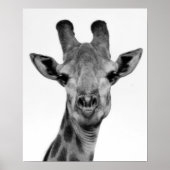 Foto van zwarte en witte Giraffe Poster (Voorkant)