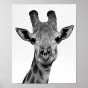 Foto van zwarte en witte Giraffe Poster