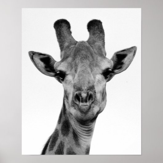 Foto van zwarte en witte Giraffe Poster (Voorkant)