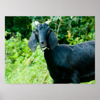 Foto van zwarte geit met graasgras van hoorns poster