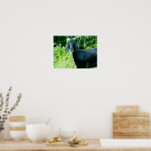 Foto van zwarte geit met graasgras van hoorns poster (Keuken)