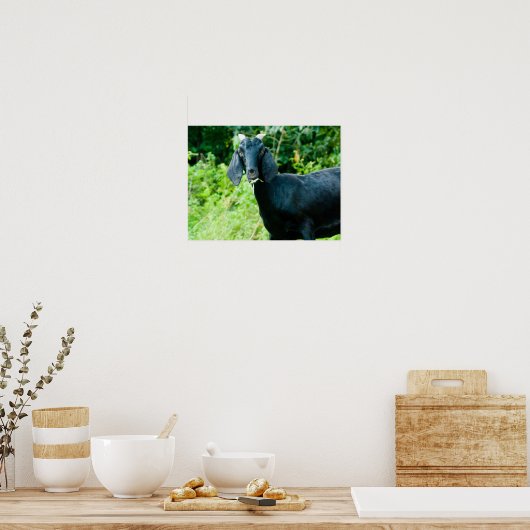 Foto van zwarte geit met graasgras van hoorns poster (Keuken)
