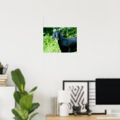 Foto van zwarte geit met graasgras van hoorns poster (Thuiskantoor)