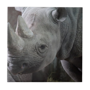 Foto van zwarte neushoorn tegeltje